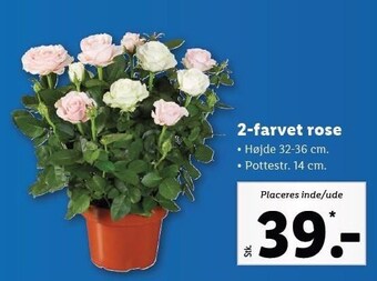 Lidl 2-farvet rose tilbud