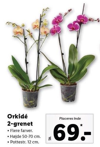 Lidl Orkidé 2-grenet tilbud