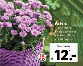 Lidl Asters tilbud