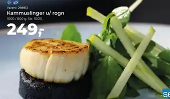 Kammuslinger u/ rogn
