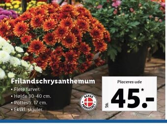 Lidl Frilandschrysanthemum tilbud