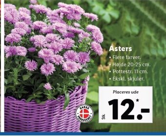 Lidl Asters tilbud