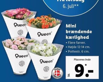Mini brændende kærlighed