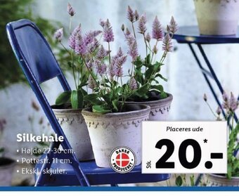 Lidl Silkehale tilbud