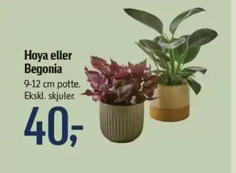 Føtex Hoya eller Begonia tilbud