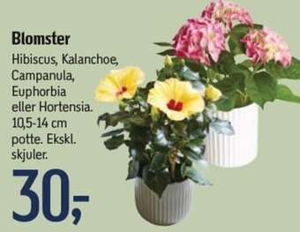 Føtex Blomster tilbud