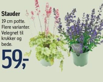 Føtex Stauder tilbud