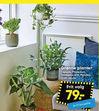 Bilka Grønne planter tilbud
