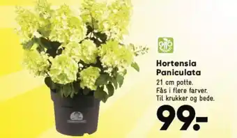 Bilka Hortensia Paniculata tilbud