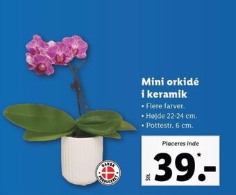 Lidl Mini orkidé i keramik tilbud