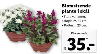 Lidl Blomstrende plante i skål tilbud