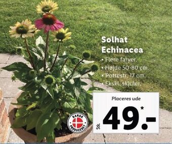 Lidl Solhat Echinacea tilbud