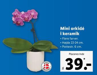 Lidl Mini orkidé i keramik tilbud