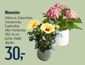Føtex Ukendt planter tilbud