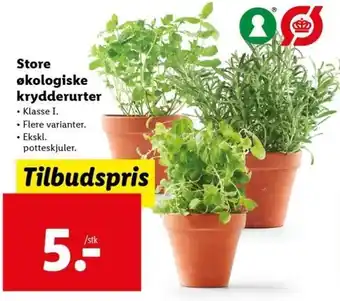 Lidl Store Økologiske Krydderurter tilbud