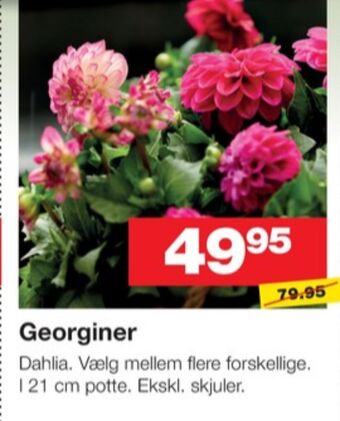 Ukendt planter