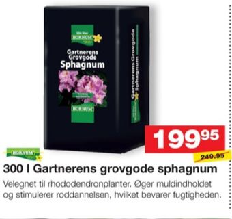 Hornum spagnum