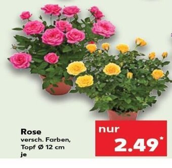 Kaufland Rose tilbud