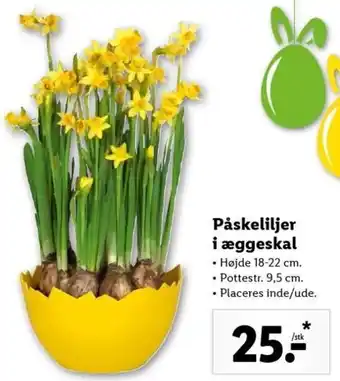 Lidl Påskeliljer i Æggeskal tilbud