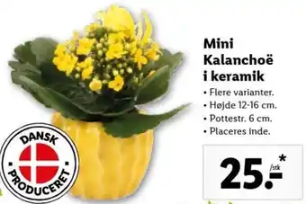 Mini Kalanchoe i Keramik