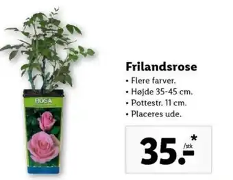 Lidl Frilandsrose Flere Farver tilbud