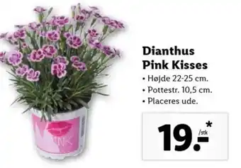 Lidl Dianthus Pink Kisses tilbud