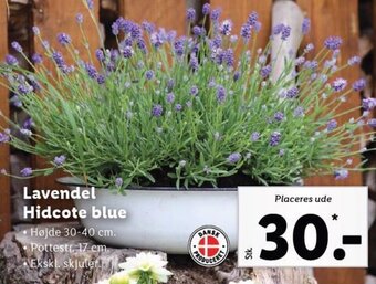 Lidl Lavendel Hidcote blue tilbud