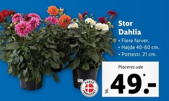 Lidl Stor Dahlia tilbud