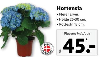 Lidl Hortensia tilbud