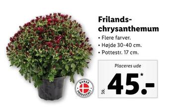 Lidl Frilandschrysanthemum tilbud