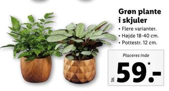 Lidl Grøn plante i skjuler tilbud