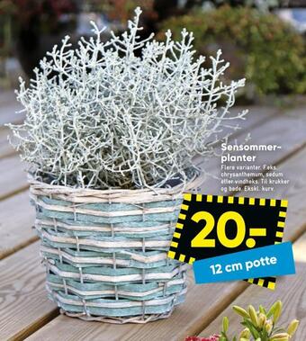 Bilka Sensommerplanter tilbud