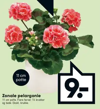 Bilka Zonale Pelargonie 11cm Potte tilbud