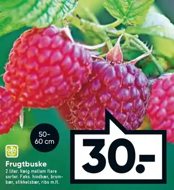 Bilka Frugtbuske 2 Liter tilbud