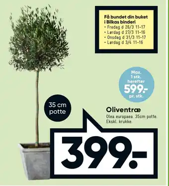 Oliventræ 35 cm