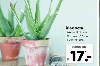 Aloe vera