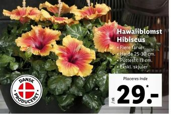 Hawaiiblomst Hibiscus