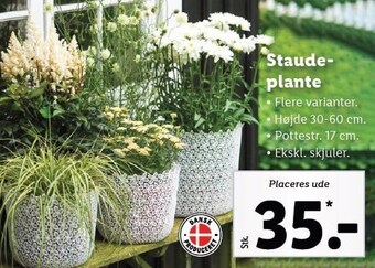 Staudeplante