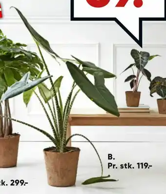Bilka Alocasia i COCOZ potte 17 cm potte tilbud