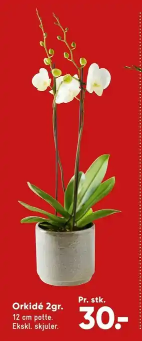 Bilka Orkidé 2gr tilbud