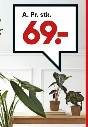 Bilka Alocasia i COCOZ potte 11 cm potte tilbud