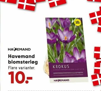 Havemand blomsterløg