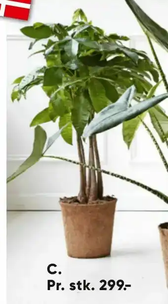 Pachira eller Alo casia i COCOZ potte 24 cm potte