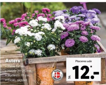 Lidl Asters tilbud