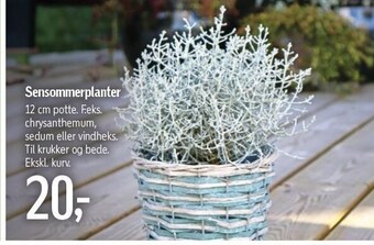 Føtex Sensommerplanter tilbud