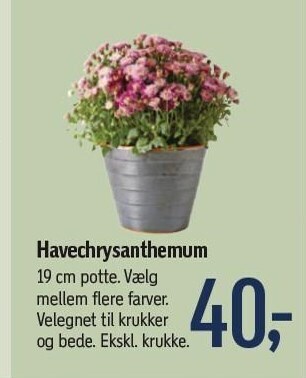 Føtex Havechrysanthemum tilbud