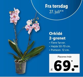 Lidl Orkidé 2-grenet tilbud