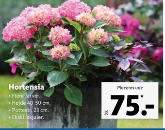 Lidl Hortensia tilbud