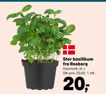 SuperBrugsen Stor basilikum fra rosborg tilbud