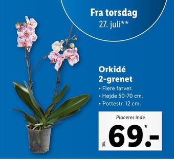 Lidl Orkidé 2-grenet tilbud